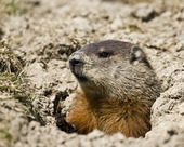 Ground hog emerging from a burrow