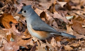 Titmouse bird standing in fallen leaves looking for insects