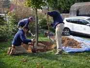 Three people planting a tree in a residential yard with a county vehicle in the background