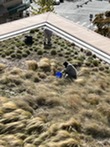 Maintenance workers weeding a green roof