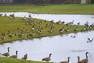 Geese along a pond edge