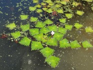 Two horned trapa plant floating on a pond surface