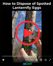 lanternflyeggsvideo