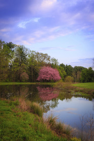 Photo of a pond with attractive vegetation around the edges