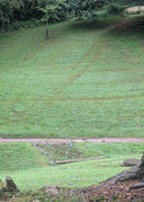 Turf with mower ruts