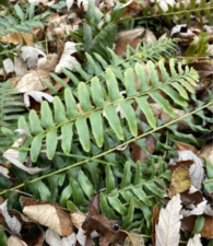 Green christmas fern leaf in front of fall leaf brush