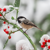 A bird standing on a green limb in the snow the red hollies on the end of the branches