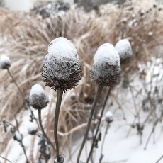 coneflower in snow
