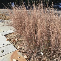 little blue stem grass