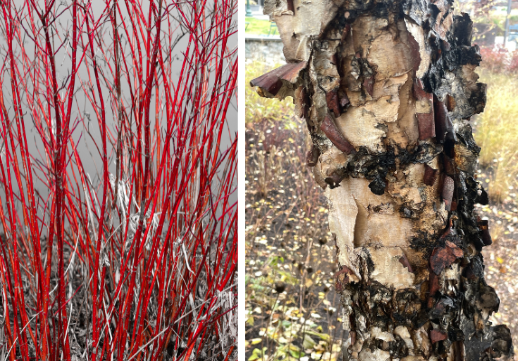 red twigs and tree bark