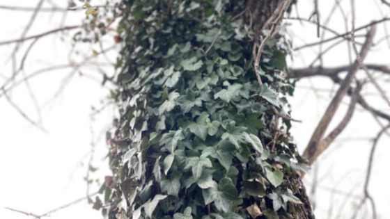 Invasive green ivy wrapped around a tree trunk in the winter. 