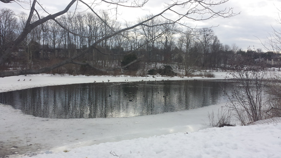 A snow covered ground with a pound in the middle of it. Bird are in the pound and on the shore. 