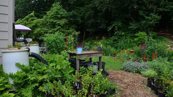 Backyard full of lush green native bushes 
