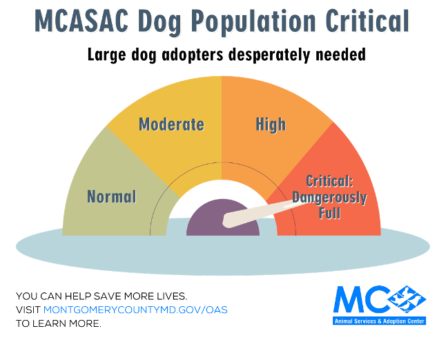 Space is limited at Animal Shelter: Adopt a Large Dog