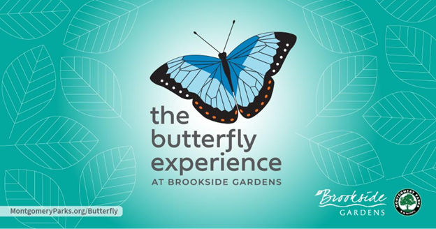 Visit the Butterfly Experience at Brookside Gardens 