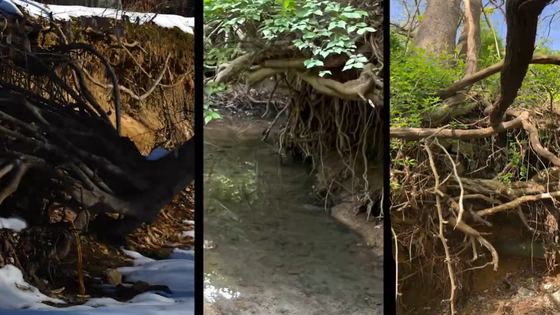 Three photos of stream banks showing exposed roots where the stream banks should be