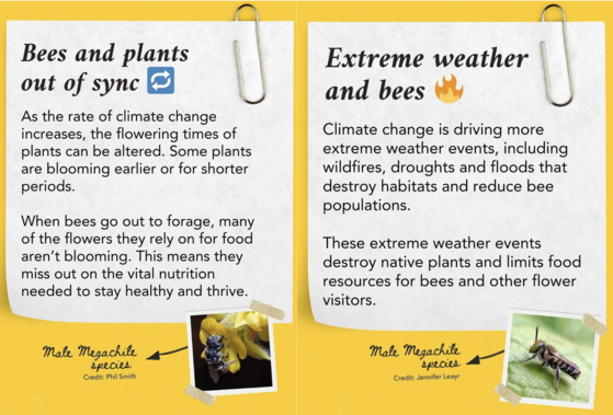Bees 