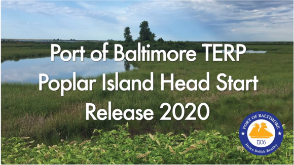 Screenshot from beginning of Terrapin Release video