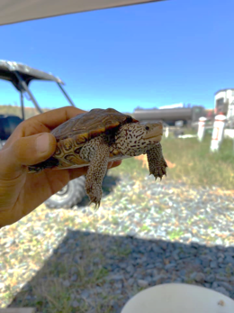 'Marsh' a recaptured terrapin shown to be thriving in her natural habitat