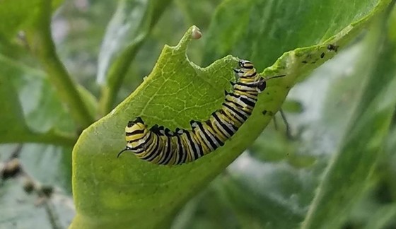 Caterpillar found during Bio Blitz