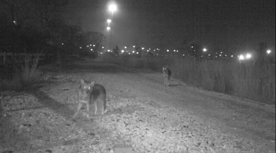 Coyotes at Masonville