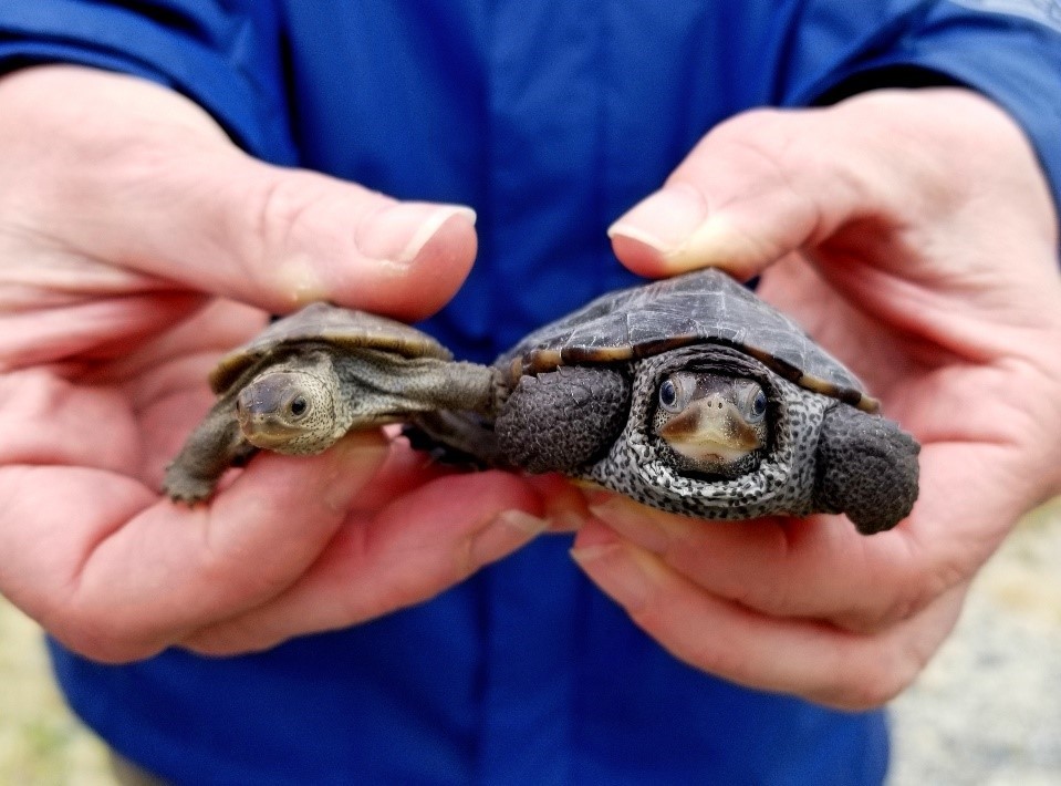 Terrapin size comparison