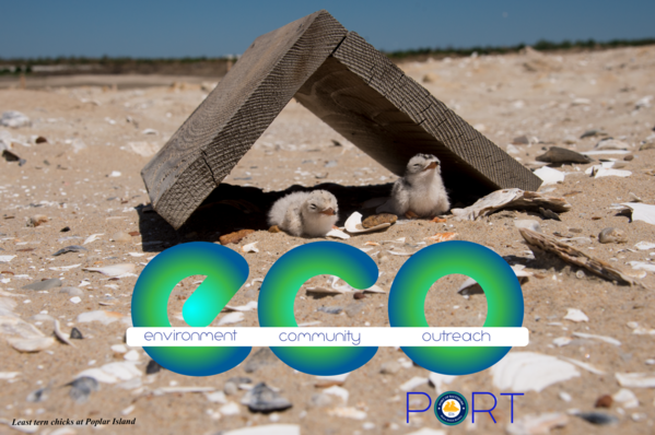 Least Tern Chicks - ECO Port Banner Photo