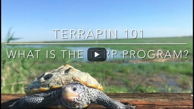 Terrapin 101 photo