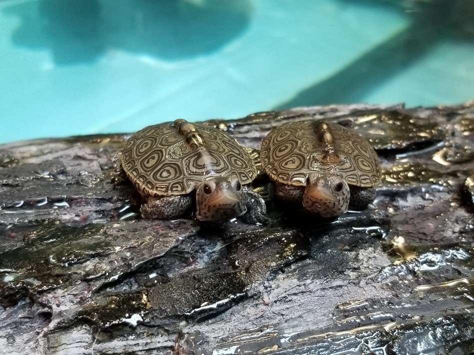 Two headstart terrapins