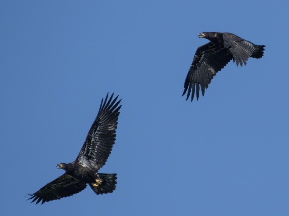 Two eaglets from Masonville Cove