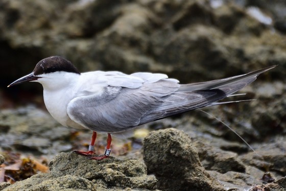 Common Tern
