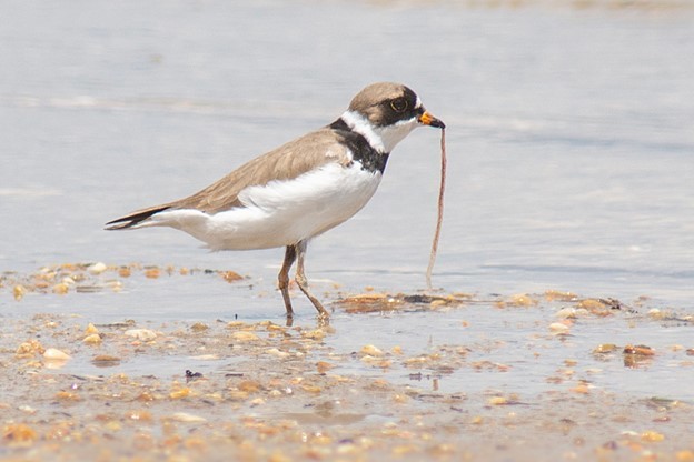 Semipalmated plover