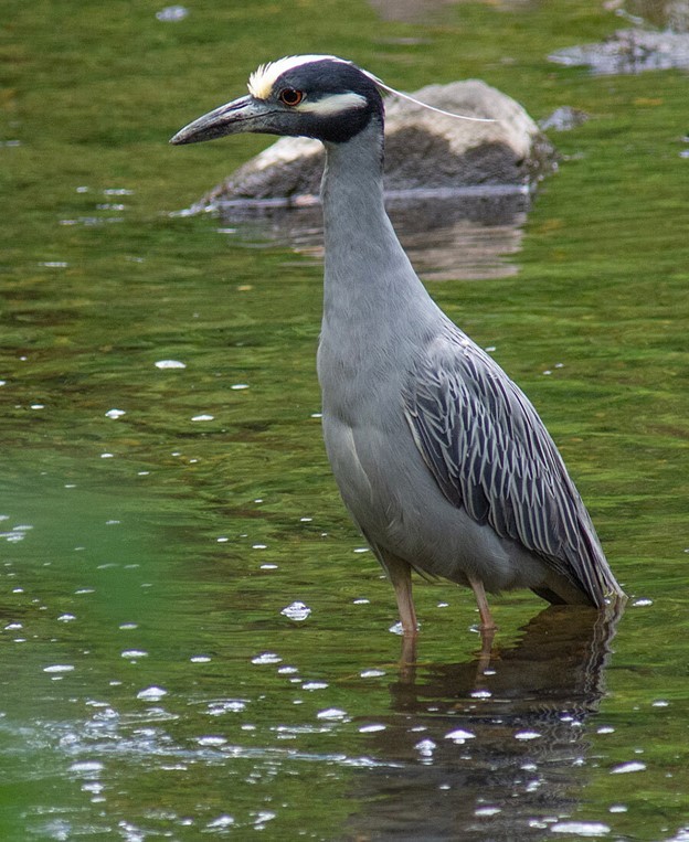 Yellow-crowned night-heron