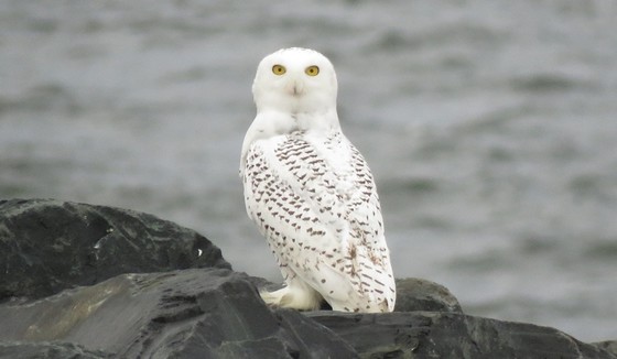 Snowy Owl