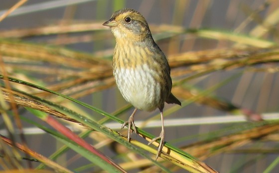Nelson's Sparrow