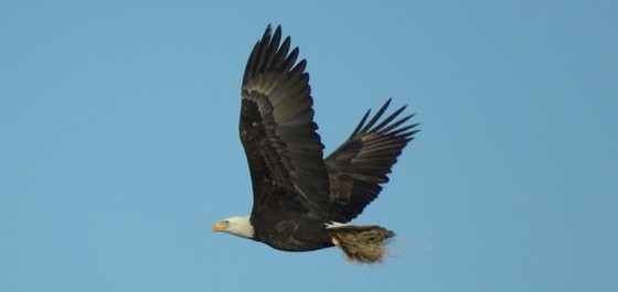 Bald Eagle