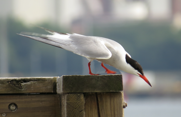 Diving Tern