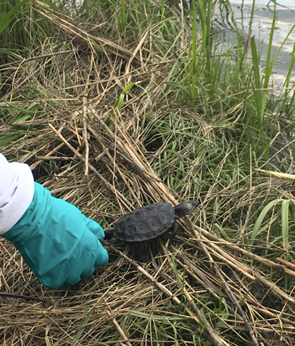 Diamondback terrapin release at Poplar Island