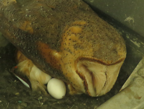 Barn Owl Nesting with Eggs