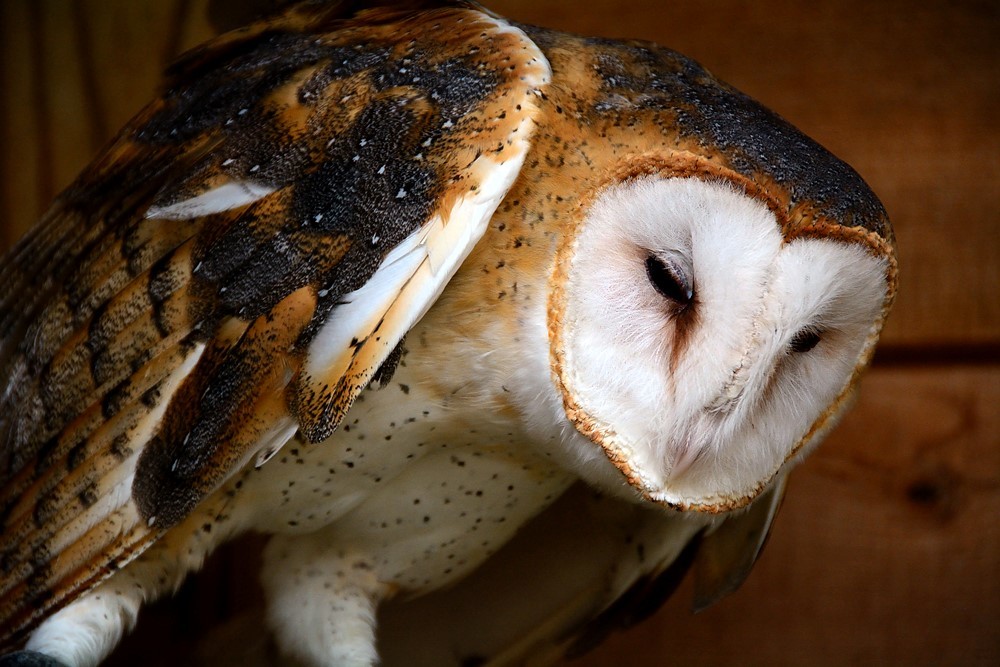 A Barn Owl