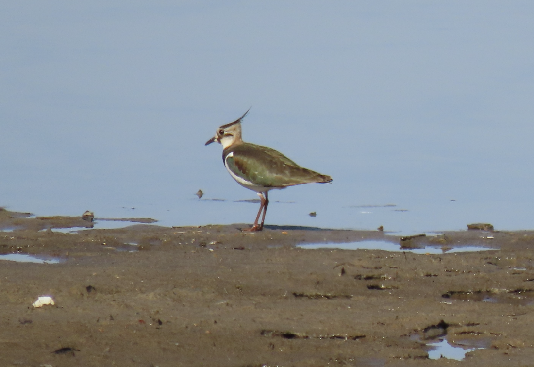 A northern lapwing at the Masonville Cove DMCF.