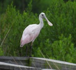 Roseate Spoonbills 