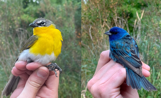Yellow-breasted Chat and the Indigo Bunting