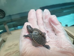 MES Terrapin Hatchling