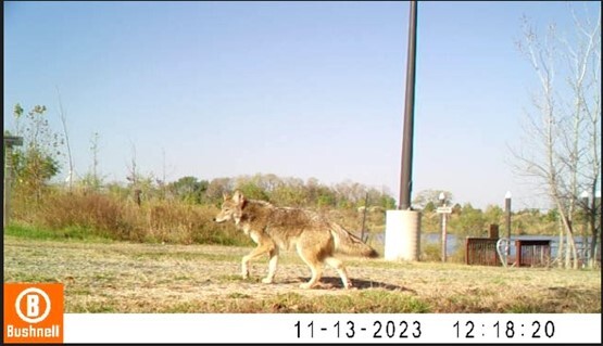 Coyote on cam at Masonville