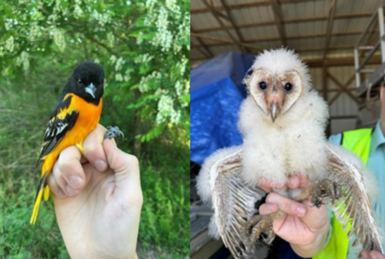 Baltimore Oriole and Barn Owl 