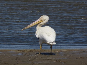 American White Pelican