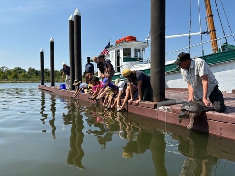 National Aquarium release turtles