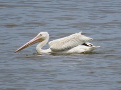 American White Pelican