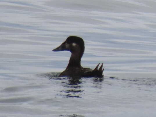 Surf Scoter